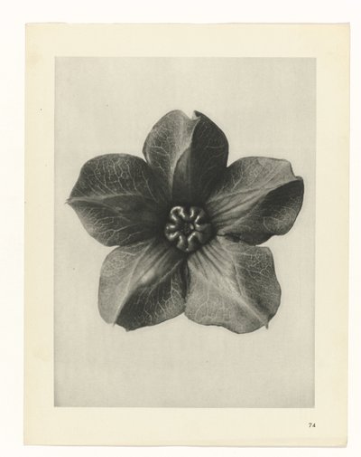 plan çalışması Sanat Arketipleri (dizi başlığı) by Karl Blossfeldt