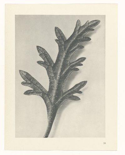 plan çalışması Sanat Arketipleri (dizi başlığı) by Karl Blossfeldt