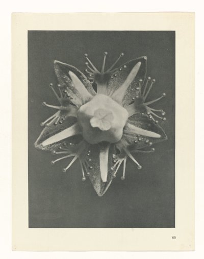 plan çalışması Sanat Arketipleri (dizi başlığı) by Karl Blossfeldt