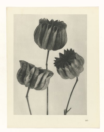 plan çalışması Sanat Arketipleri (dizi başlığı) by Karl Blossfeldt
