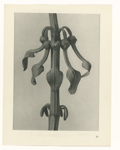 Sanat arketiplerini planlayın (dizi başlığı) by Karl Blossfeldt