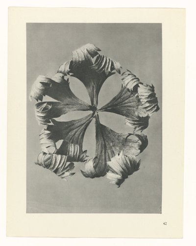 plan çalışması Sanat Arketipleri (dizi başlığı) by Karl Blossfeldt