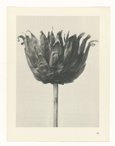 plan çalışması Sanat Arketipleri (dizi başlığı) by Karl Blossfeldt