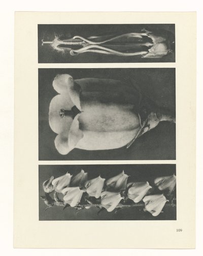 plan çalışması Sanat Arketipleri (dizi başlığı) by Karl Blossfeldt