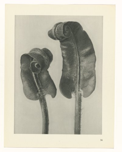 plan çalışması Sanat Arketipleri (dizi başlığı) by Karl Blossfeldt