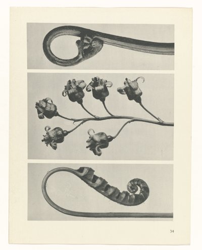 plan çalışması Sanat Arketipleri (dizi başlığı) by Karl Blossfeldt