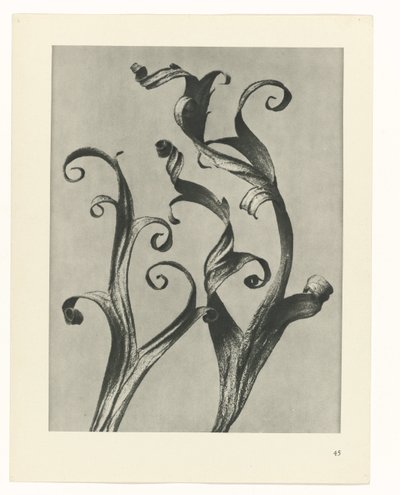 plan çalışması Sanat Arketipleri (dizi başlığı) by Karl Blossfeldt