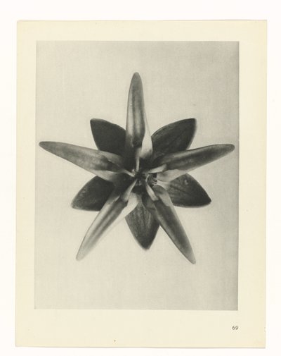 plan çalışması Sanat Arketipleri (dizi başlığı) by Karl Blossfeldt