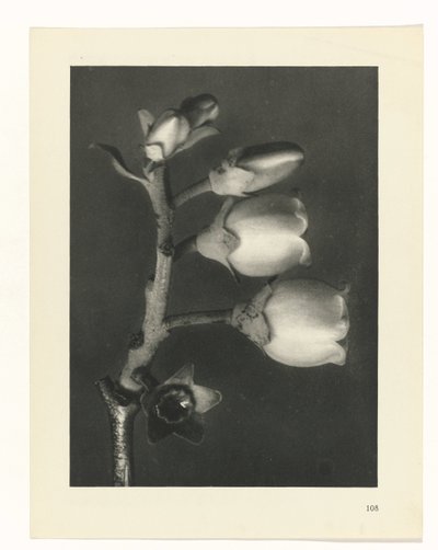 plan çalışması Sanat Arketipleri (dizi başlığı) by Karl Blossfeldt