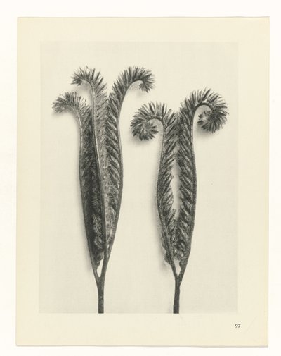 plan çalışması Sanat Arketipleri (dizi başlığı) by Karl Blossfeldt