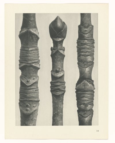 plan çalışması Sanat Arketipleri (dizi başlığı) by Karl Blossfeldt