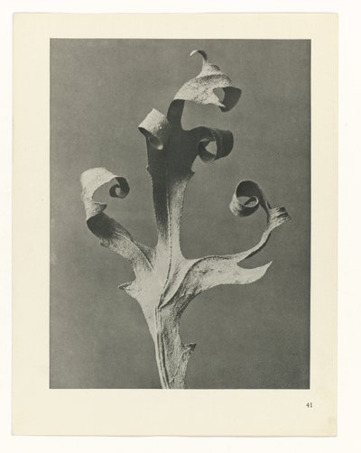 plan çalışması Sanat Arketipleri (dizi başlığı) by Karl Blossfeldt