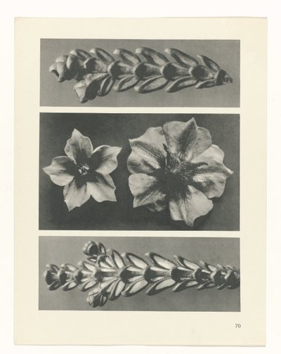plan çalışması Sanat Arketipleri (dizi başlığı) by Karl Blossfeldt