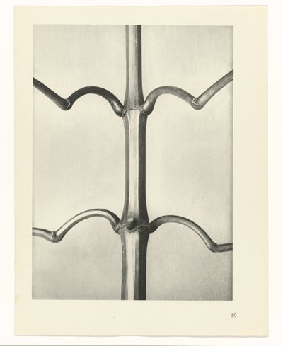 plan çalışması Sanat Arketipleri (dizi başlığı) by Karl Blossfeldt