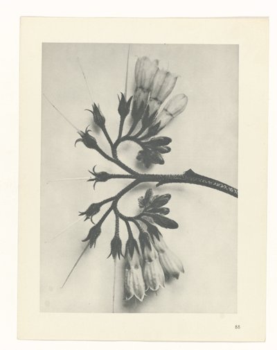 plan çalışması Sanat Arketipleri (dizi başlığı) by Karl Blossfeldt