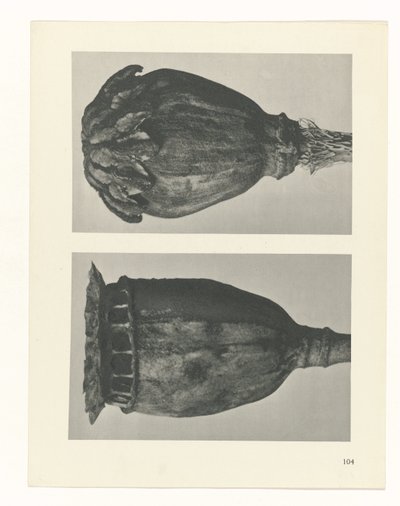 plan çalışması Sanat Arketipleri (dizi başlığı) by Karl Blossfeldt