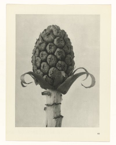 plan çalışması Sanat Arketipleri (dizi başlığı) by Karl Blossfeldt