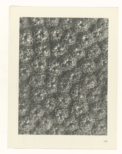 plan çalışması Sanat Arketipleri (dizi başlığı) by Karl Blossfeldt