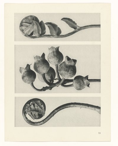 plan çalışması Sanat Arketipleri (dizi başlığı) by Karl Blossfeldt