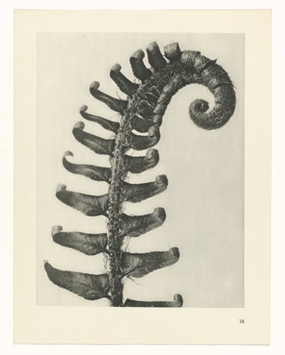 Sanat arketiplerini planlayın (dizi başlığı) by Karl Blossfeldt