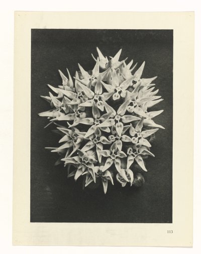 plan çalışması Sanat Arketipleri (dizi başlığı) by Karl Blossfeldt