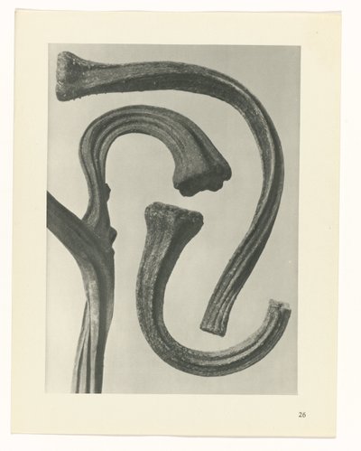 plan çalışması Sanat Arketipleri (dizi başlığı) by Karl Blossfeldt