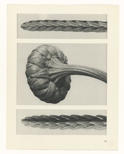 plan çalışması Sanat Arketipleri (dizi başlığı) by Karl Blossfeldt