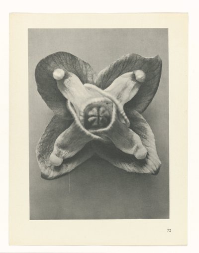 plan çalışması Sanat Arketipleri (dizi başlığı) by Karl Blossfeldt