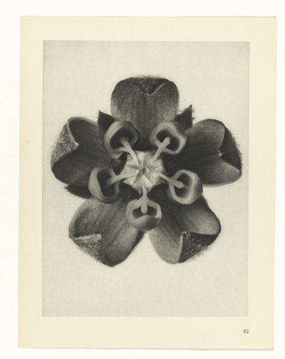 plan çalışması Sanat Arketipleri (dizi başlığı) by Karl Blossfeldt