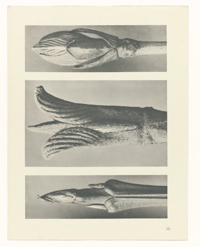 plan çalışması Sanat Arketipleri (dizi başlığı) by Karl Blossfeldt