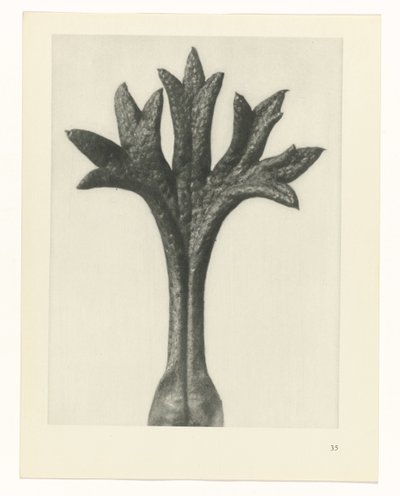 plan çalışması Sanat Arketipleri (dizi başlığı) by Karl Blossfeldt