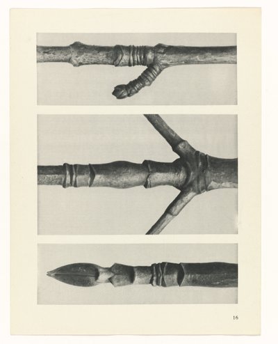 plan çalışması Sanat Arketipleri (dizi başlığı) by Karl Blossfeldt