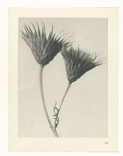 plan çalışması Sanat Arketipleri (dizi başlığı) by Karl Blossfeldt