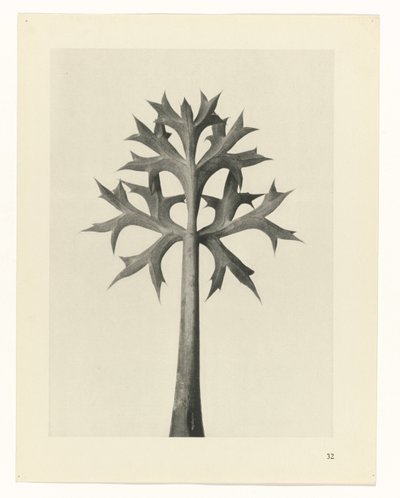 Plan çalışması Urformen der Kunst (seri başlığı) by Karl Blossfeldt