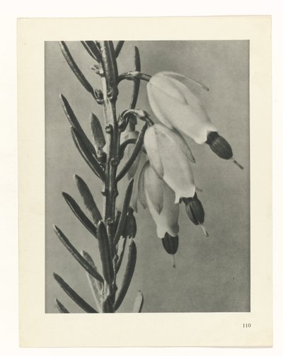 plan çalışması Sanat Arketipleri (dizi başlığı) by Karl Blossfeldt
