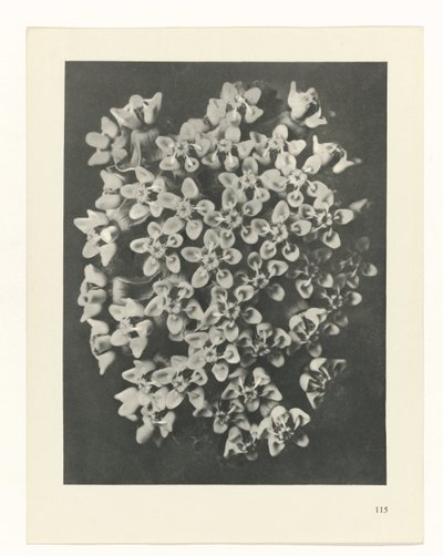 plan çalışması Sanat Arketipleri (dizi başlığı) by Karl Blossfeldt