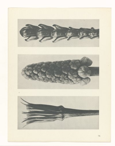 plan çalışması Sanat Arketipleri (dizi başlığı) by Karl Blossfeldt