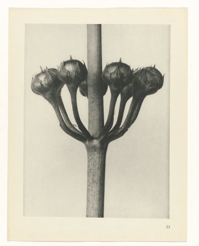 plan çalışması Sanat Arketipleri (dizi başlığı) by Karl Blossfeldt