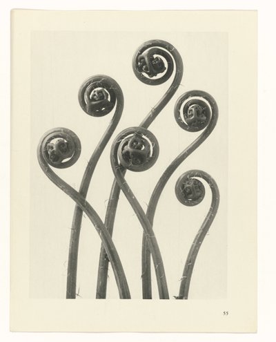 plan çalışması Sanat Arketipleri (dizi başlığı) by Karl Blossfeldt