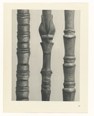 plan çalışması Sanat Arketipleri (dizi başlığı) by Karl Blossfeldt