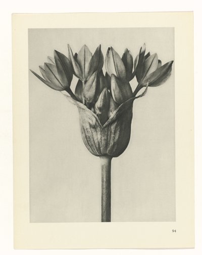 plan çalışması Sanat Arketipleri (dizi başlığı) by Karl Blossfeldt