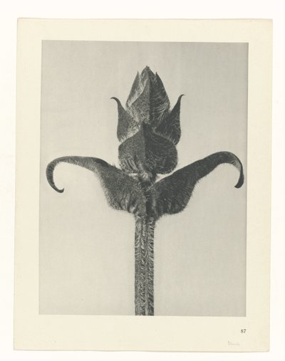 plan çalışması Sanat Arketipleri (dizi başlığı) by Karl Blossfeldt