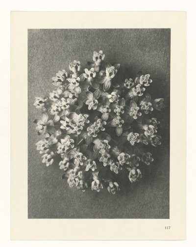 plan çalışması Sanat Arketipleri (dizi başlığı) by Karl Blossfeldt