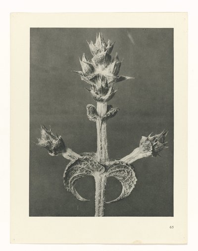 plan çalışması Sanat Arketipleri (dizi başlığı) by Karl Blossfeldt