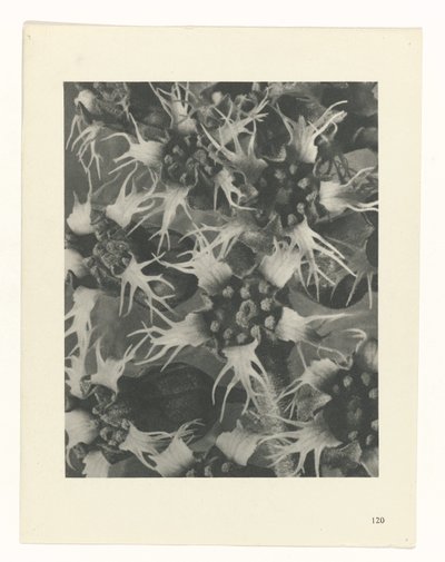 plan çalışması Sanat Arketipleri (dizi başlığı) by Karl Blossfeldt