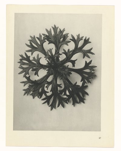 plan çalışması Sanat Arketipleri (dizi başlığı) by Karl Blossfeldt