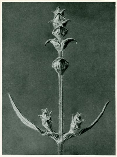 Salvia, 1929 (fotogravür) by Karl Blossfeldt