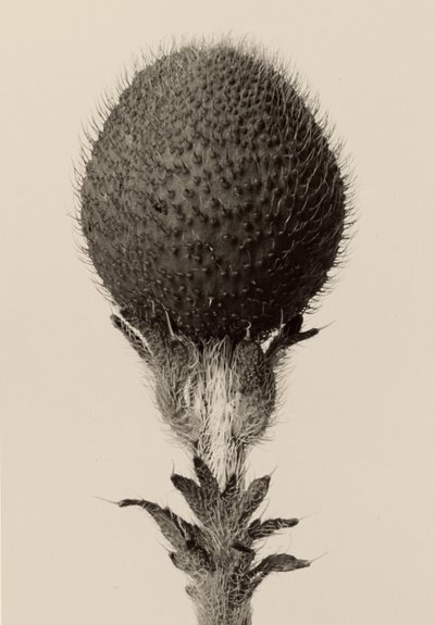  by Karl Blossfeldt