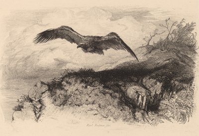 Kartal uçuşta. by Karl Bodmer