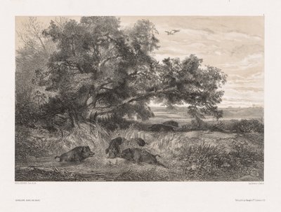 Doğadan Sonra Hayvanlar ve Manzara: Gölde Yaban Domuzu by Karl Bodmer